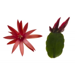 Thor-Annet -flowering plant in 9cm container-